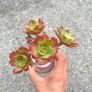 plant Image 2