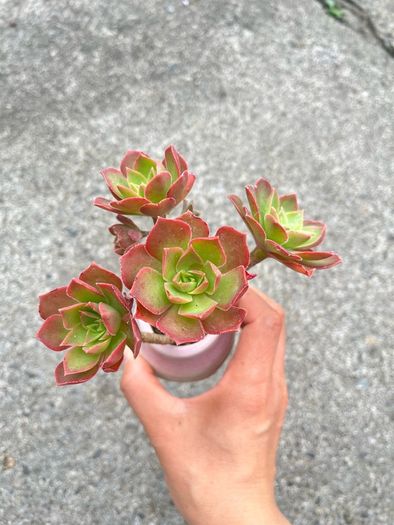 plant