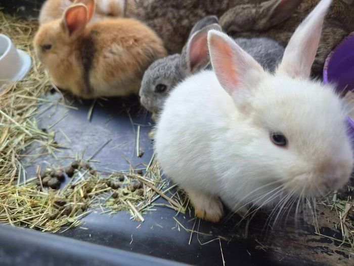 rabbits