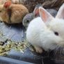 rabbits Image 3