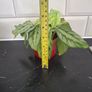 Plant Image 3