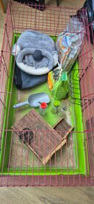 Guinea pig cage