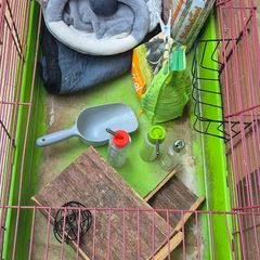 Guinea pig cage