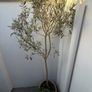 Olive Tree Image 3