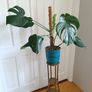 Monstera Plant + Pot Image 2