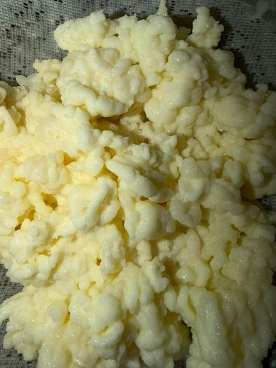 Milk kefir grains (15 grams)