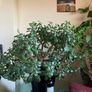 Jade Plant Image 3