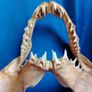 Can post Mako Shark jaw taxidermy Image 5