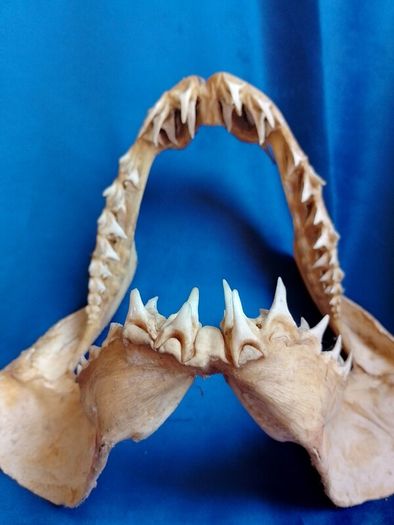 Can post Mako Shark jaw taxidermy