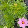 Summer Bedding, Trailing Plants Image 10