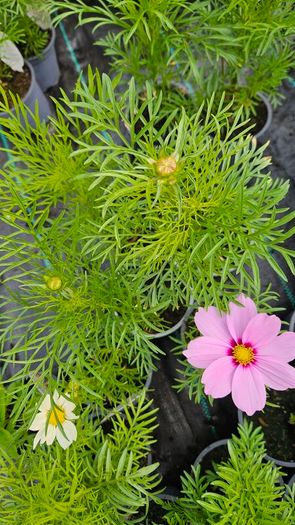 Summer Bedding, Trailing Plants