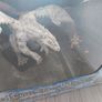 Dungeons & Dragons Icons: Legend of Drizzt Scenario Pack Limited Edition Sealed Image 5