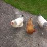 chickens Image 2