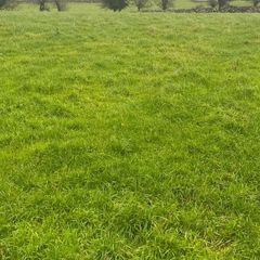 Grazing for sheep