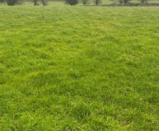 Grazing for sheep