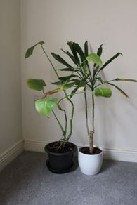 Large Indoor Plants x2