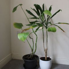 Large Indoor Plants x2