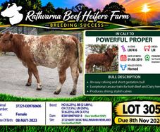 In Calf Heifers Sept 26th Ballinasloe Mart