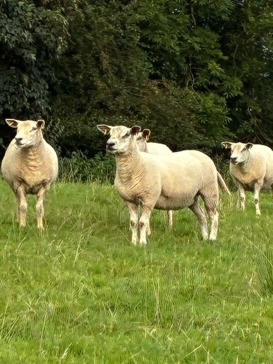 28 strong Hogget   Cross