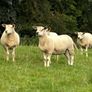 28 Hoggets strong Cross Image 9