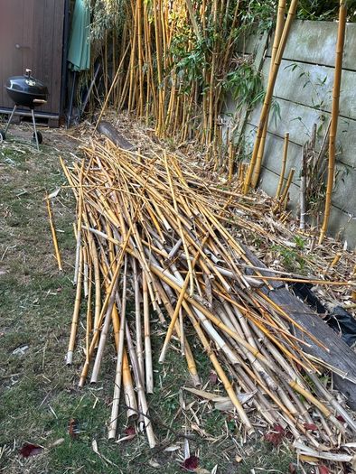 bamboo sticks FREE
