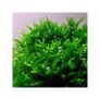 Willow Moss- Fontinalis antipyretica 80ml Oxygenator Image 3