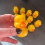 Ducks Image 2