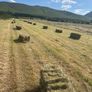 Hay For Sale Image 2