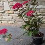 Hydrangea Image 4