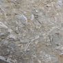FOSSIL PLATE -  incl. Crinoids Coral Belemnites Bivalves Image 7