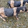 Pair Cast Iron Cow Figurines Rustic Big Size Farm Animal Image 4