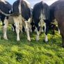 Heifers Image 5