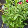 dahlia plant Image 7