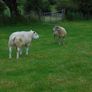 Texel and Charloais Rams Image 6