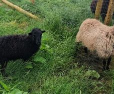 Ouessant sheep breeding Pairs