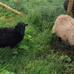 Ouessant sheep breeding Pairs
