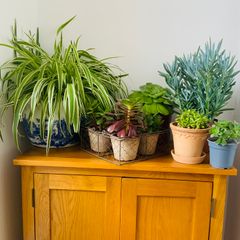 House plants