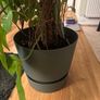 Monstera plant Image 5