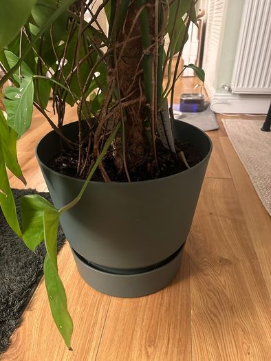 Monstera plant