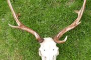Real Naturally Fallow Deer Antlers On A Skull (trophy Taxidermy)