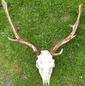 Real Naturally Fallow Deer Antlers On A Skull (trophy Taxidermy)