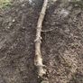 Holly Tree  Sculpture/Turning. Image 4