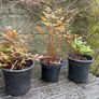 astilbe - pink white and red varieties Image 5