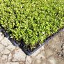 Griselinia Hedging - Potted Image 4