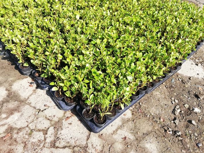 Griselinia Coastal Hedging