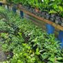 Portuguese laurel hedging 2euro Image 2