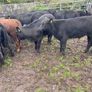 Abereen Angus Calfs Image 5