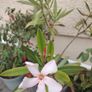 Nerium Oleander PINK Image 5