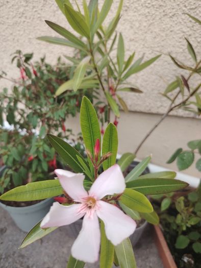 Nerium Oleander PINK