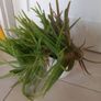 Aloe Vera plant with ceramic pot Image 3